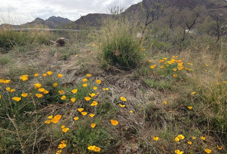 El Paso Museum of Archaeology & Wilderness Park