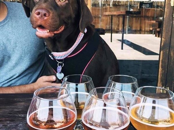 Dog Friendly Spots in El Paso