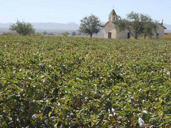 Cotton Farms