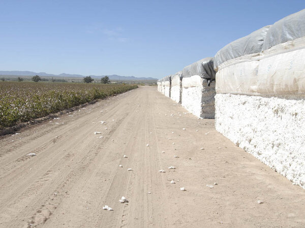 Cotton Farms