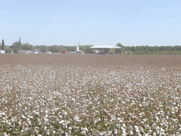 Cotton Farms