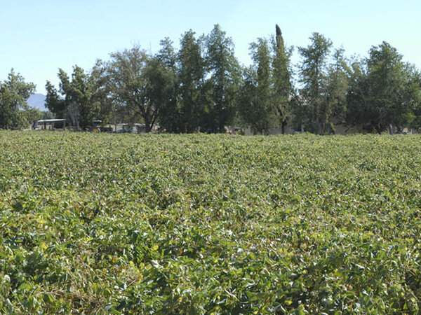 Cotton Farms