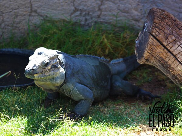 4 Best Spots to See Reptiles in El Paso