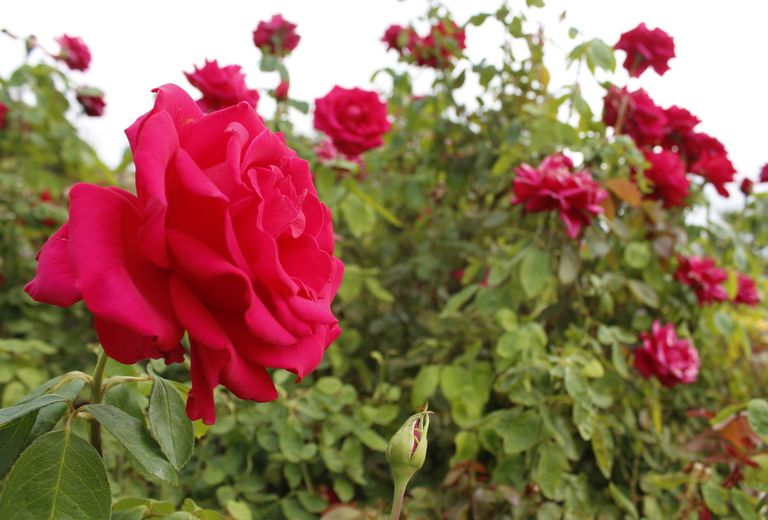 El Paso Municipal Rose Gardens