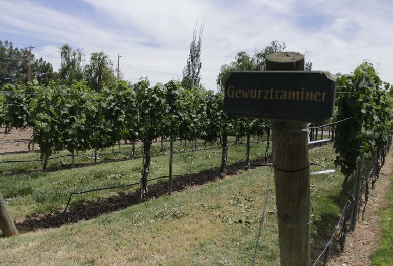 Zin Valle Vineyards