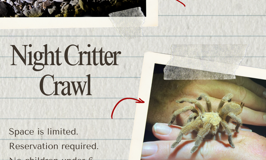Night Critter Crawl
