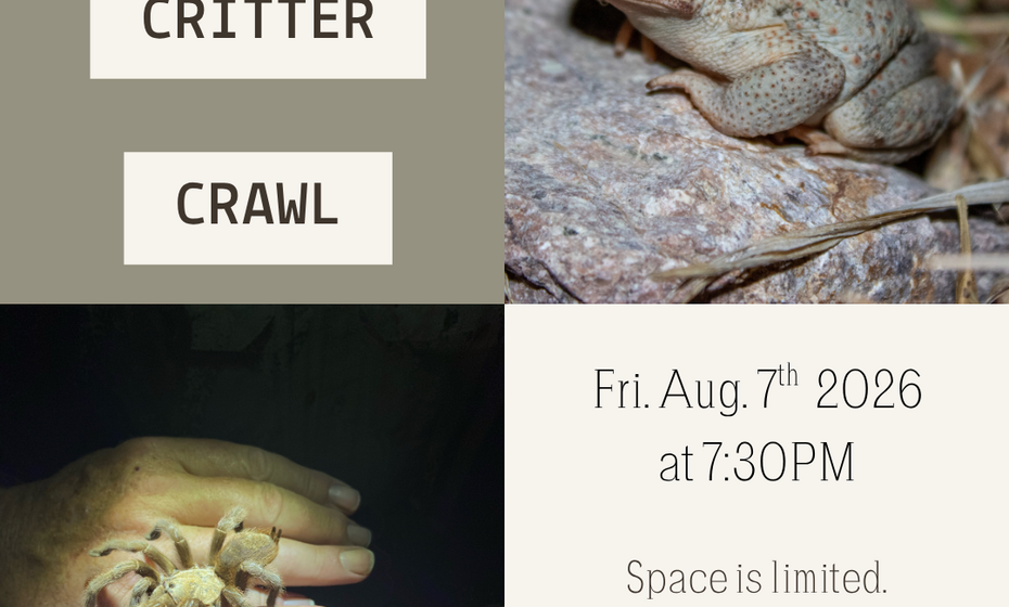 Night Critter Crawl
